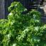 Просвирник кудрявый (Malva crispa) - лекарь, кулинар и декоратор Уход сводится к удалению сорняков и поливу при сильной засухе