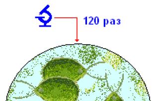 Практическая работа «Строение одноклеточной водоросли хламидомонады Одноклеточные и многоклеточные зеленые водоросли лабораторная работа